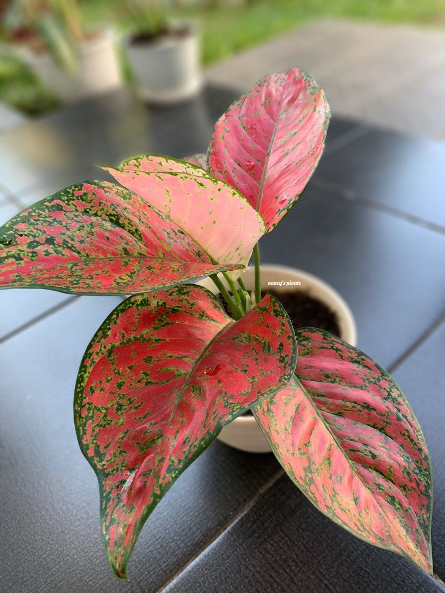 Аглаонема король сиама