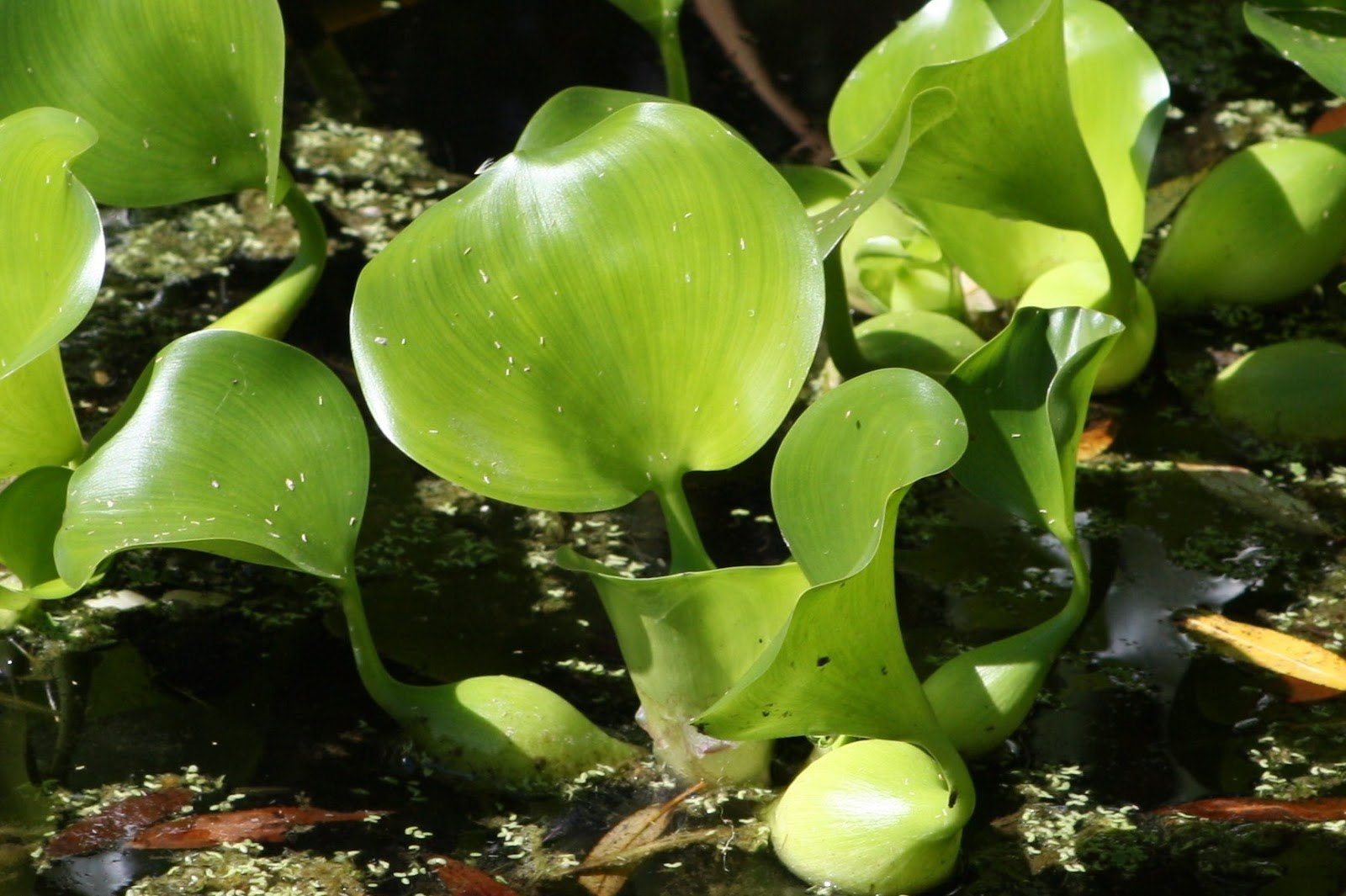 Виды плавающих растений. Эйхорния прекрасная. Верхоплавающие аквариумные растения. Плавающие водные растения. Растения плавающие на поверхности воды.