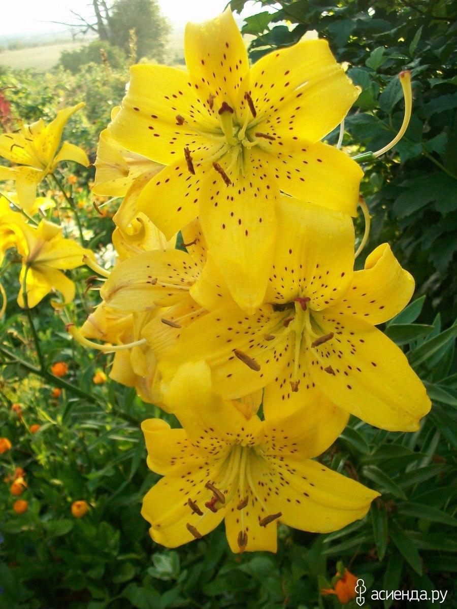 Лилия йеллоу брюсе