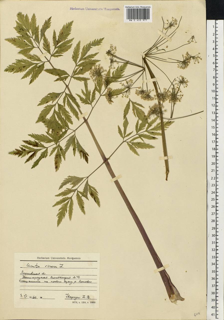 Болиголов пятнистый и цикута различия