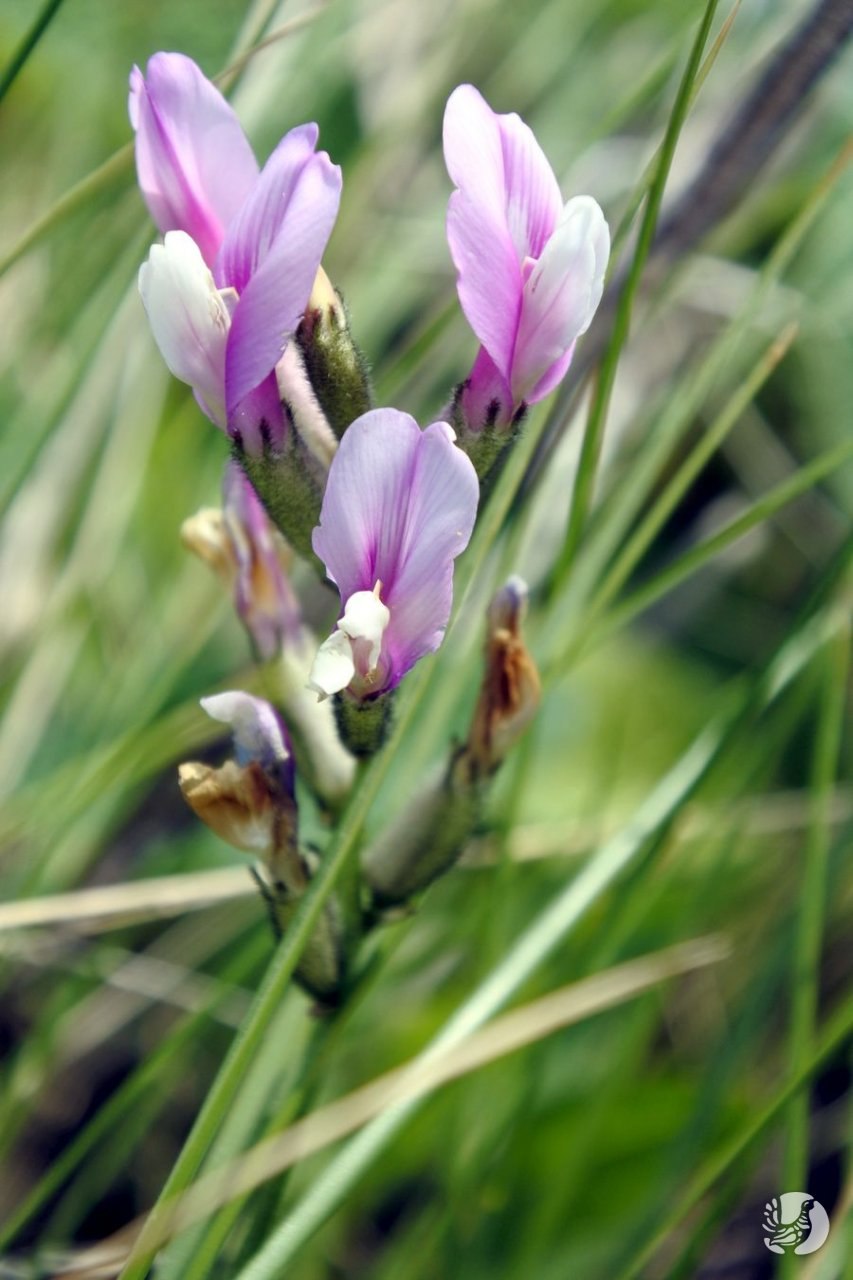 Заповедник Присурский сурок