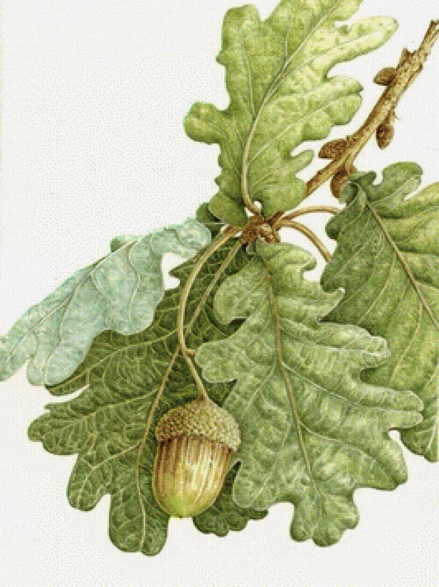 Дуб скальный желуди