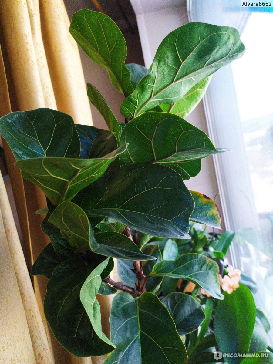 Неприхотливые комнатные растения для квартиры