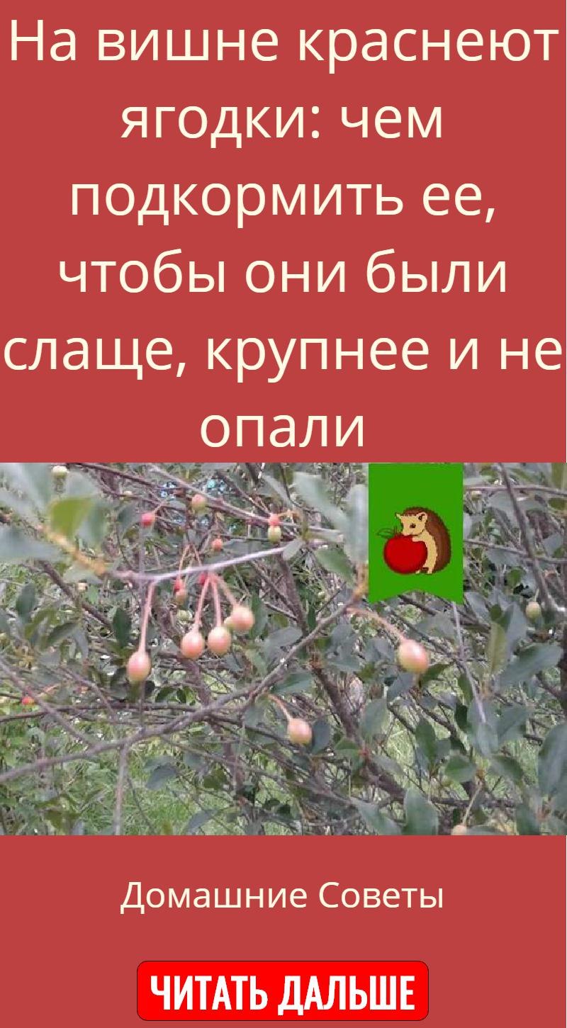 Монилиоз вишни