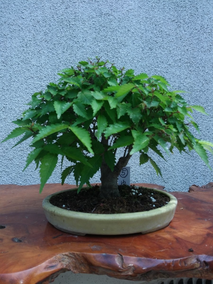 Дзельква японская вайрелес