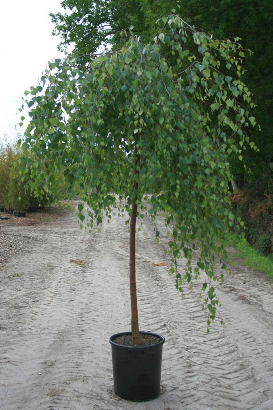 Береза плакучая Youngii