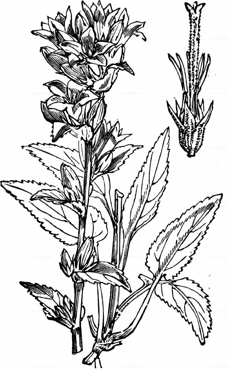 Колокольчик головковый