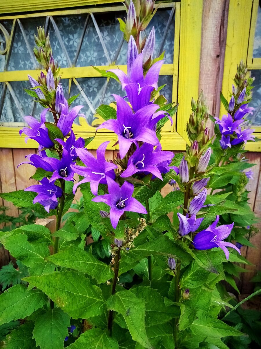Колокольчик широколистный (Campanula latifolia)