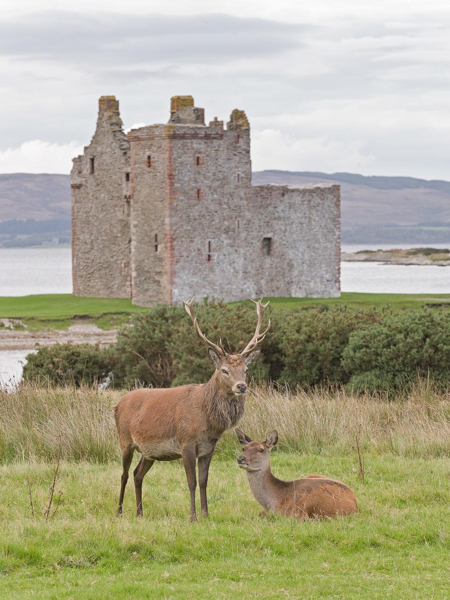 Растительный мир шотландии