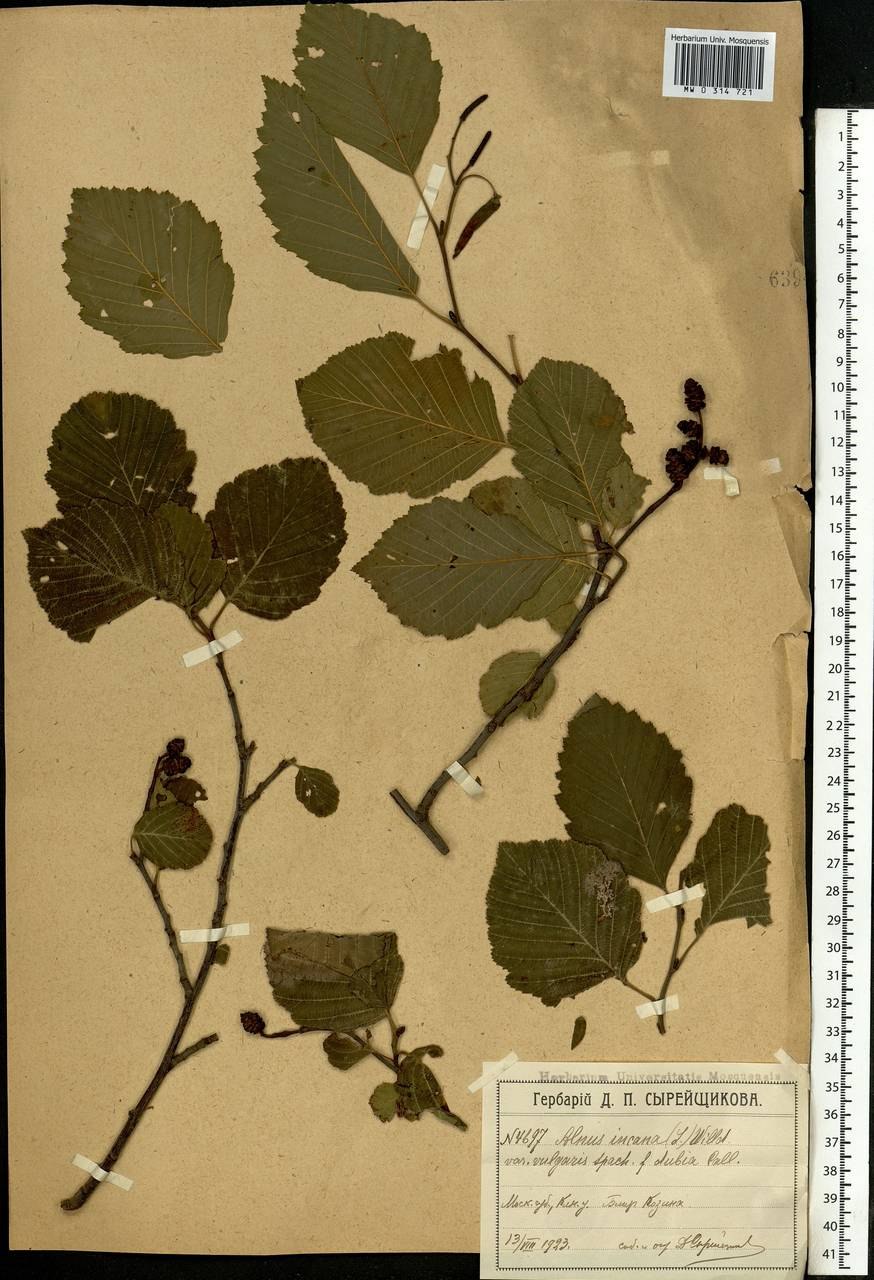 Ольха черная (Alnus glutinosa)
