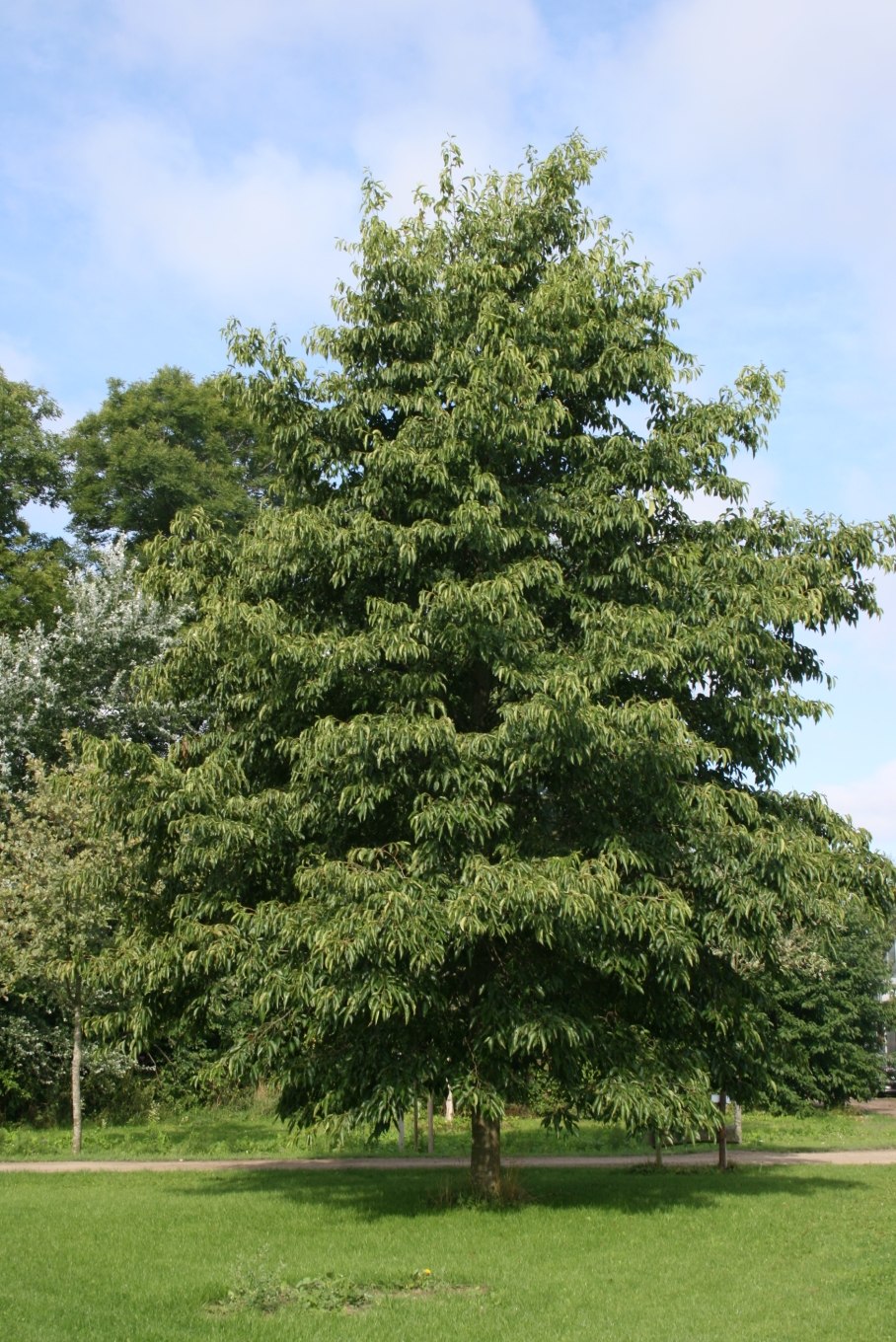 Соплодия ольхи ( шишки)