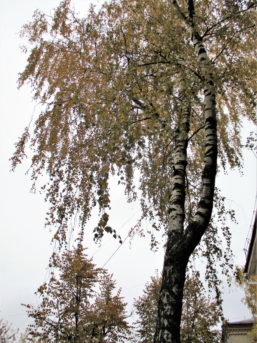 Береза радде в гунибе