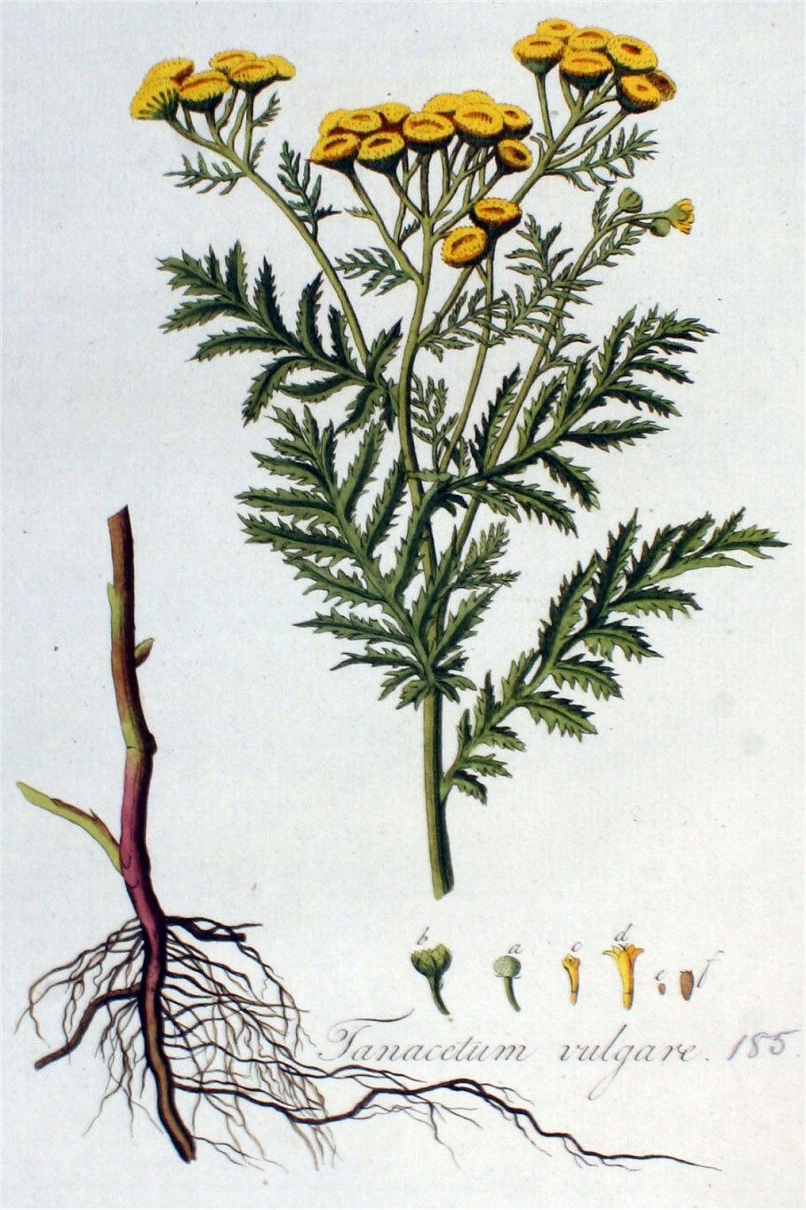 Золотарник канадский (Solidago canadensis l.)