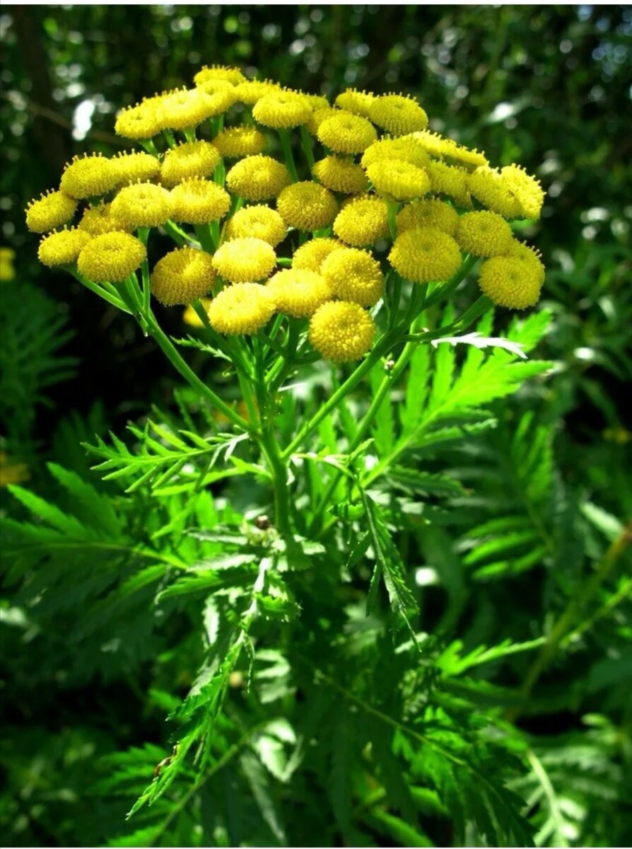 Пижма обыкновенная (Tanacetum vulgare)