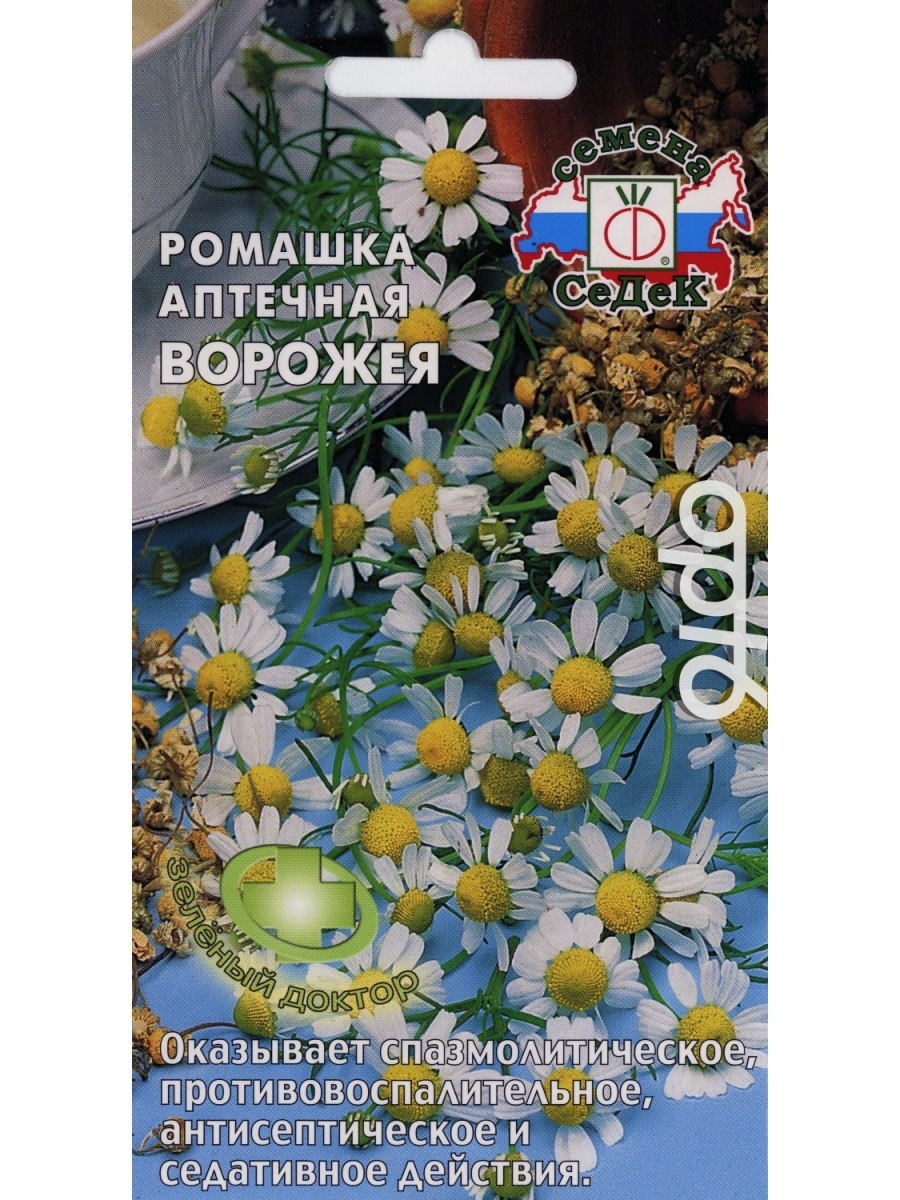 Ромашки в горшке