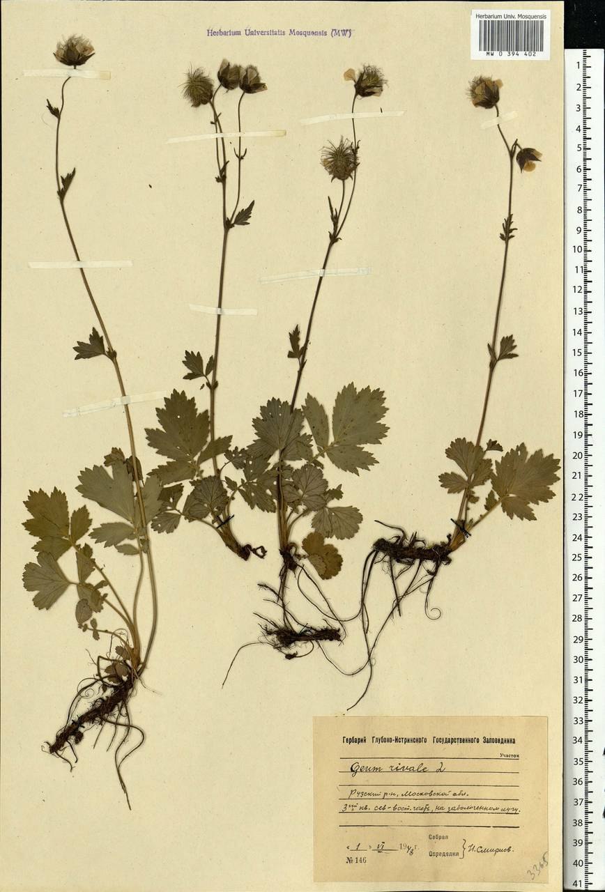 Гравилат речной в красной книге