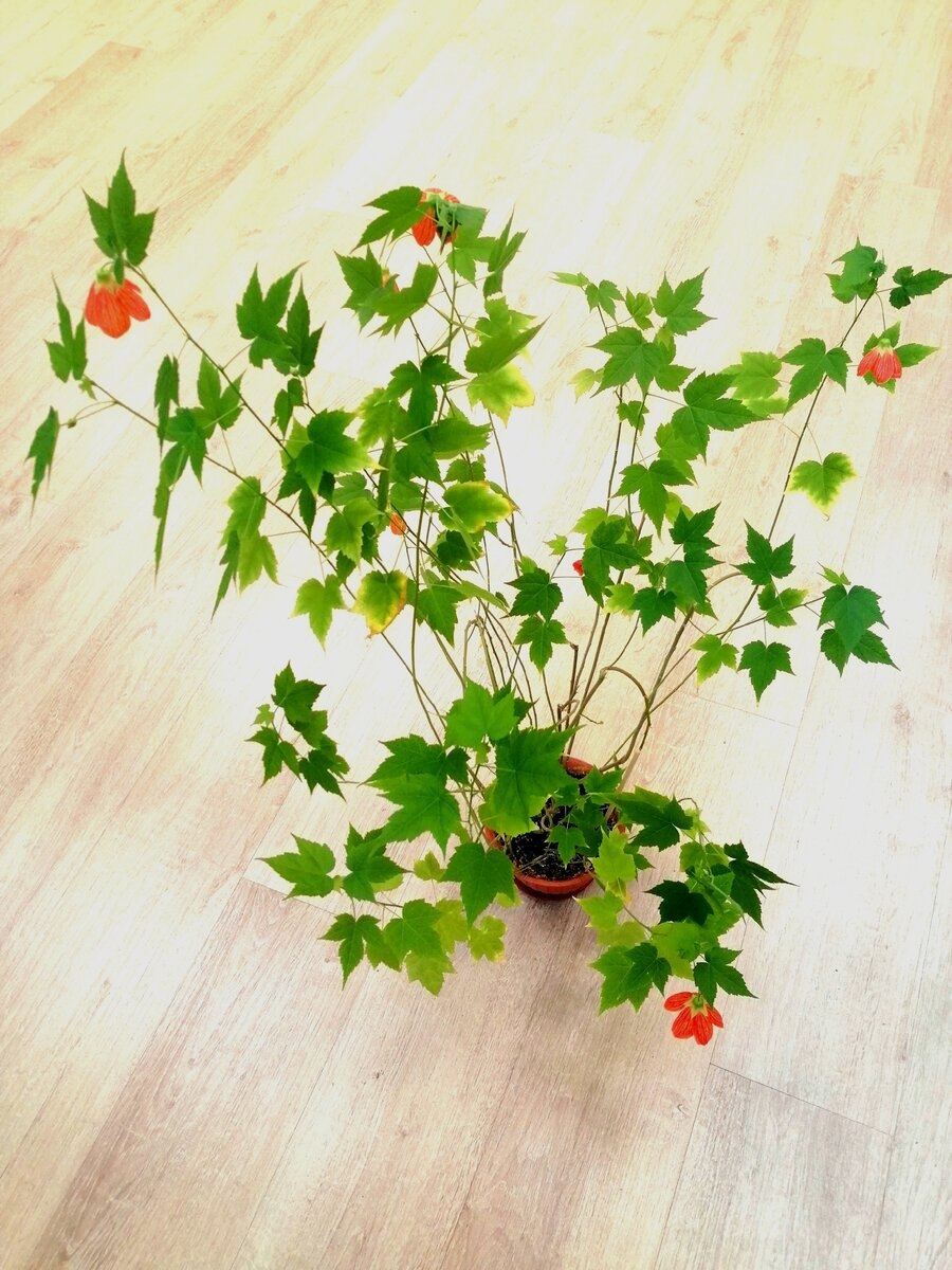 Абутилон золотая рыбка