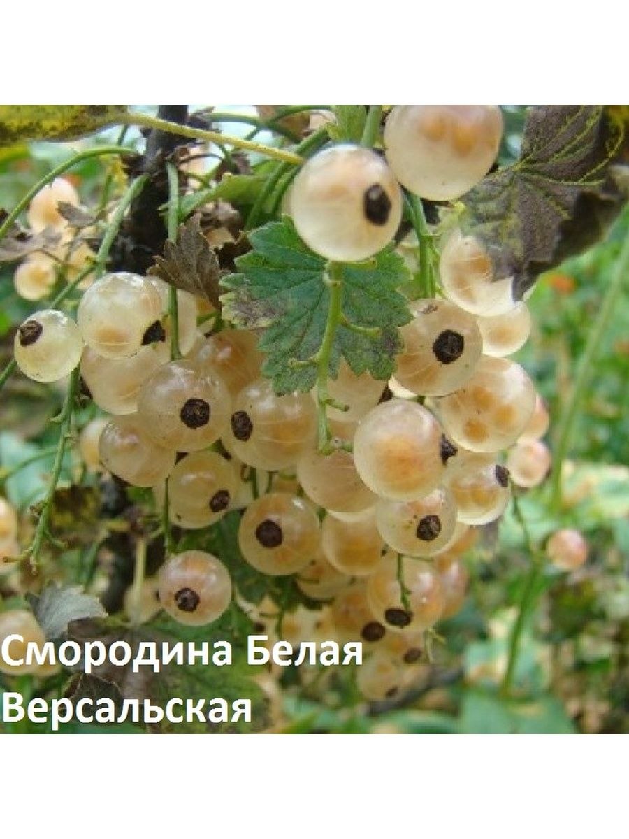 Смородина белая куст