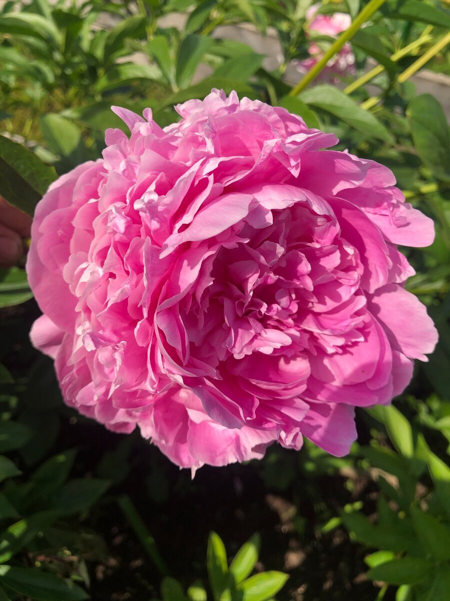 Пион Светлана Удинцева