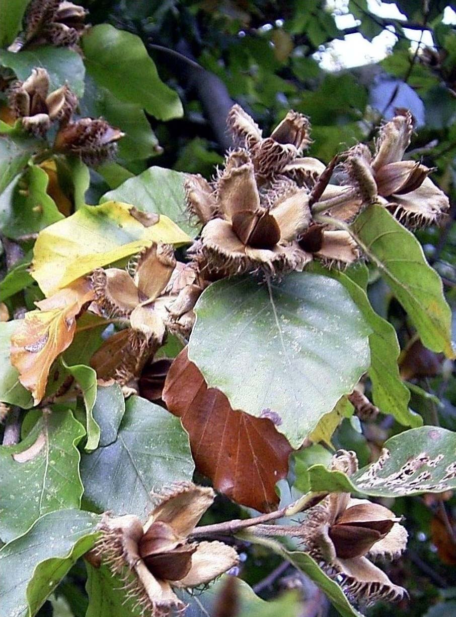 Fagus sylvatica с плодами