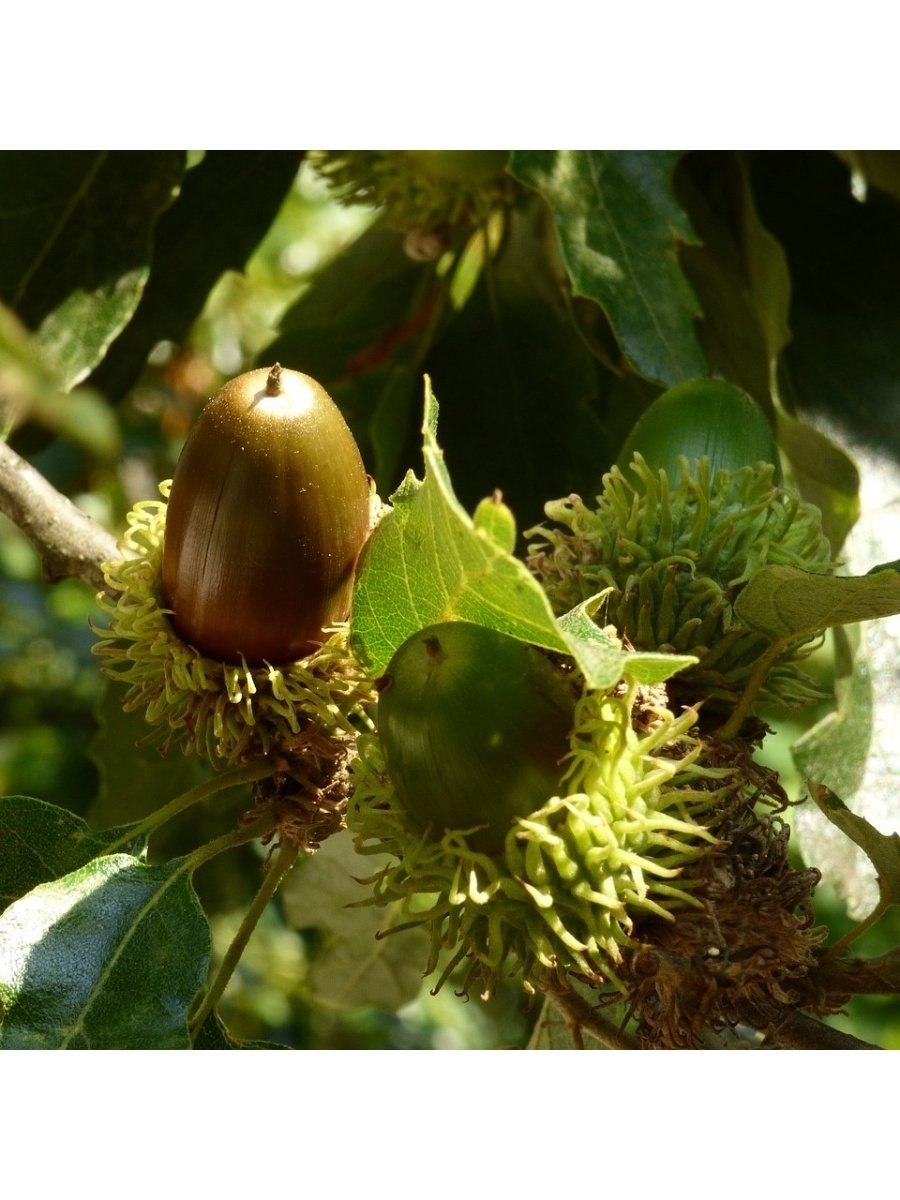 Бук крупнолистный