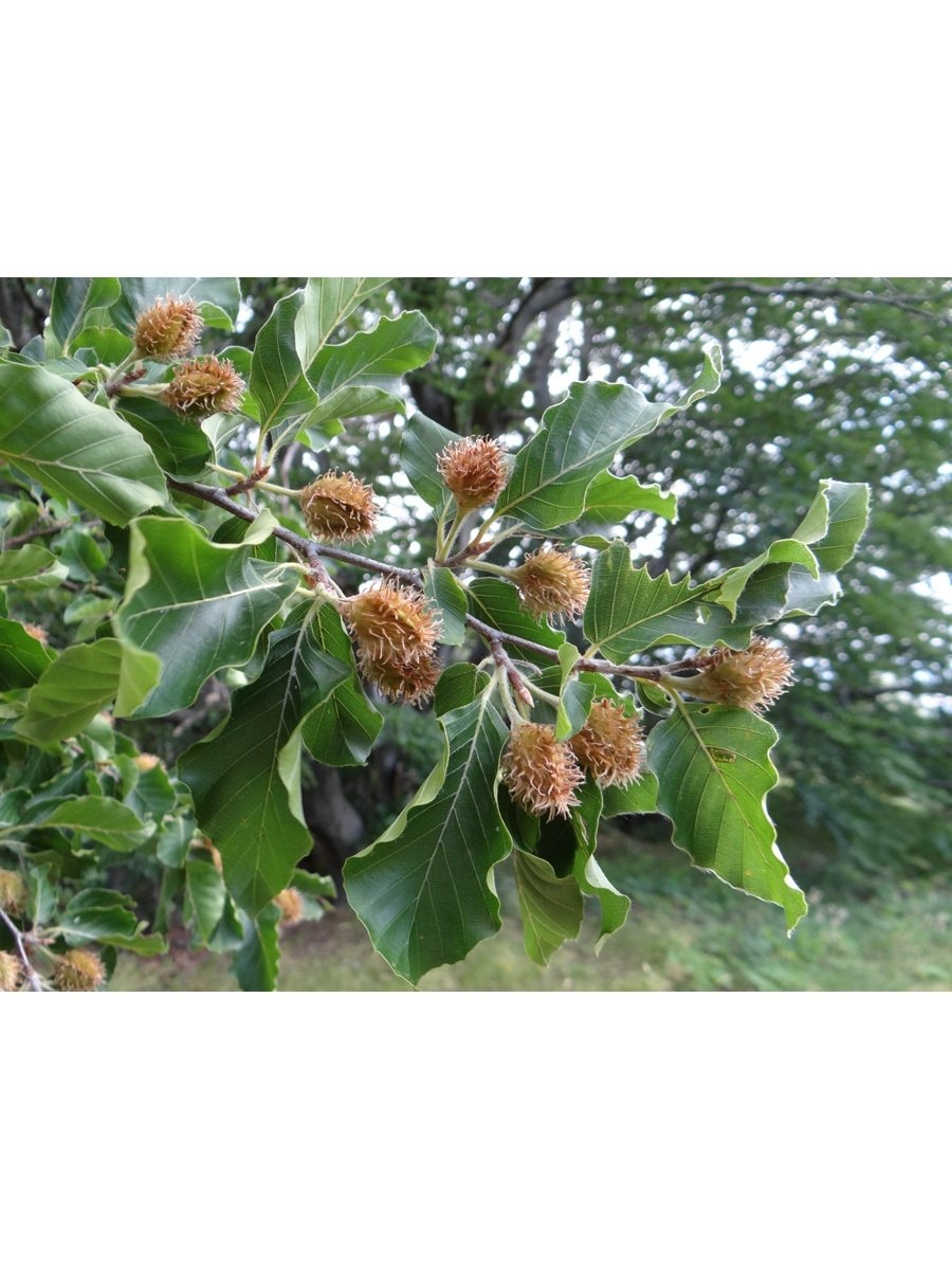 Бук Европейский плод