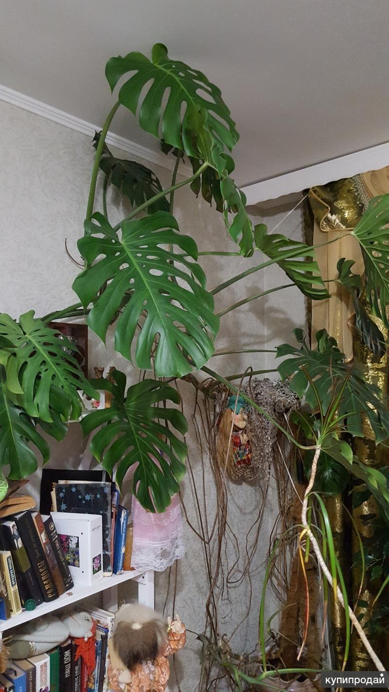 Монстера Лиана