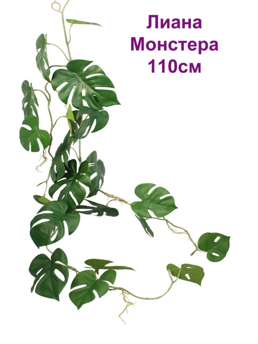 Монстера Лиана