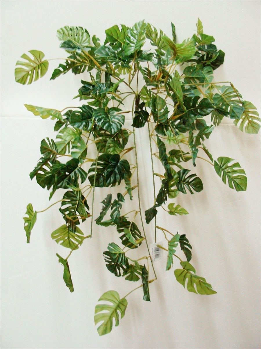 Монстера вьющаяся мелколистная