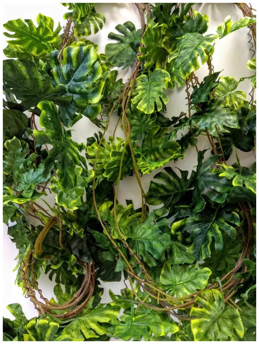 Монстера лиана вьющаяся