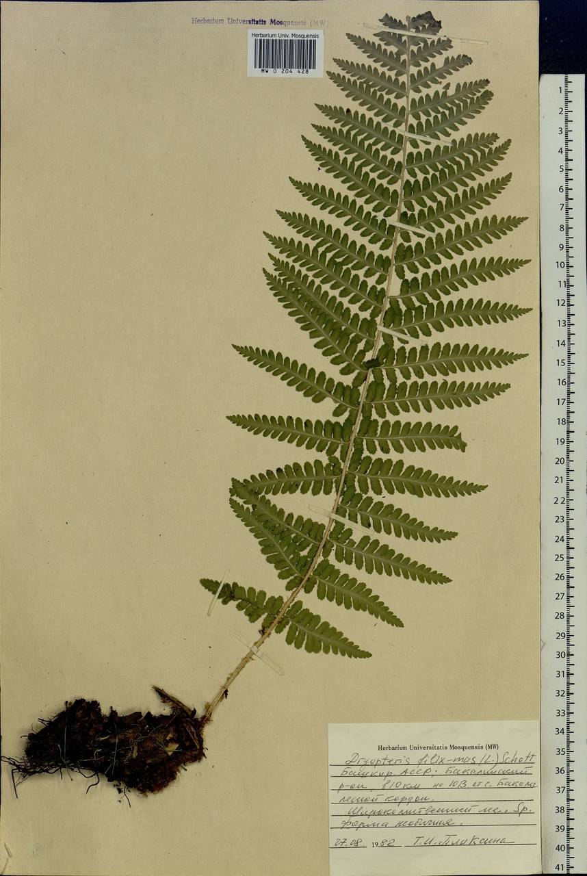 Орляк Щитовник Голокучник