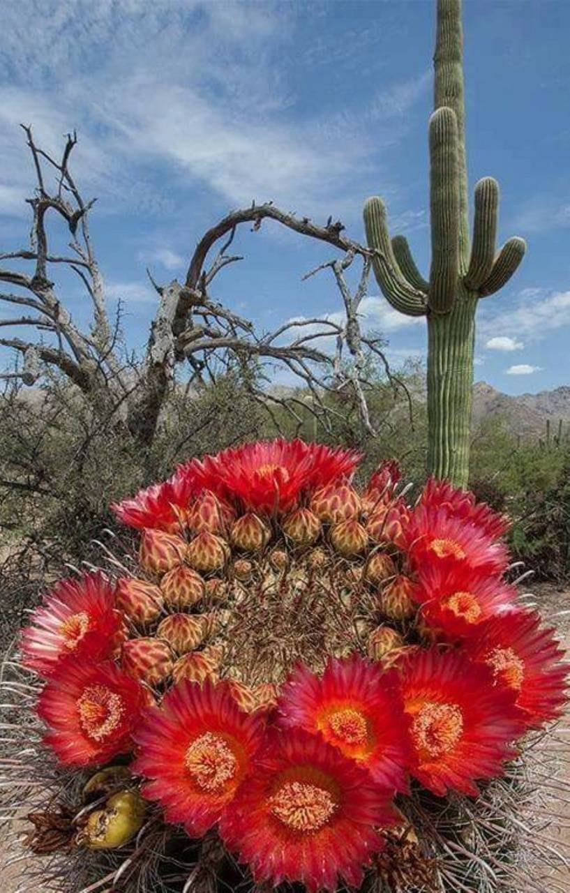 Гиднеллум ПЕКА (Кровавый зуб)