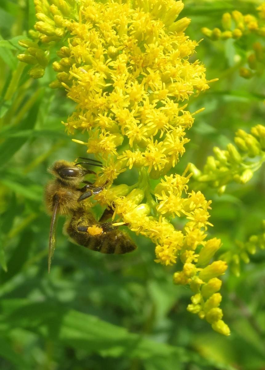 Сорная трава золотарник