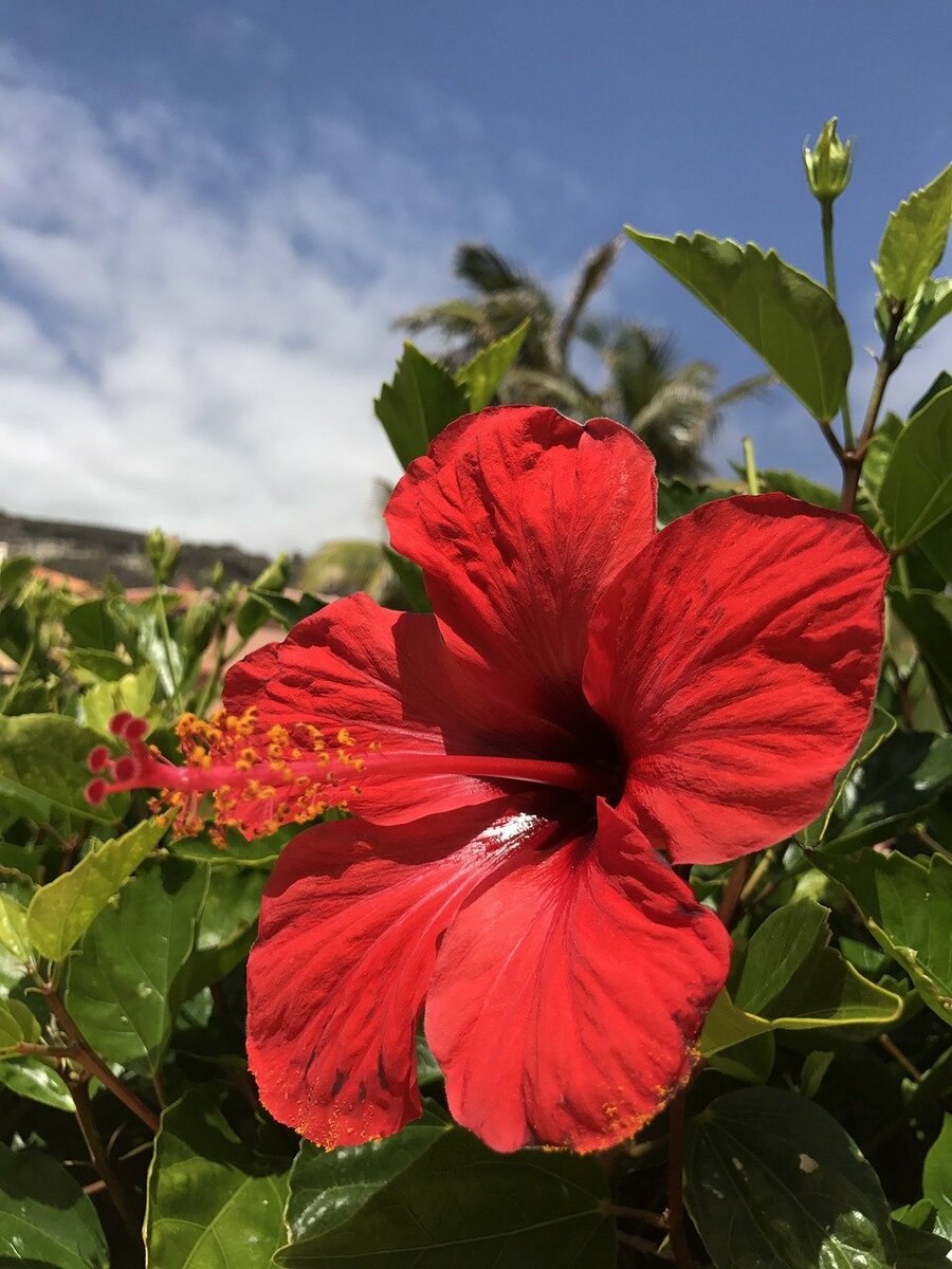 Гибискус китайская роза