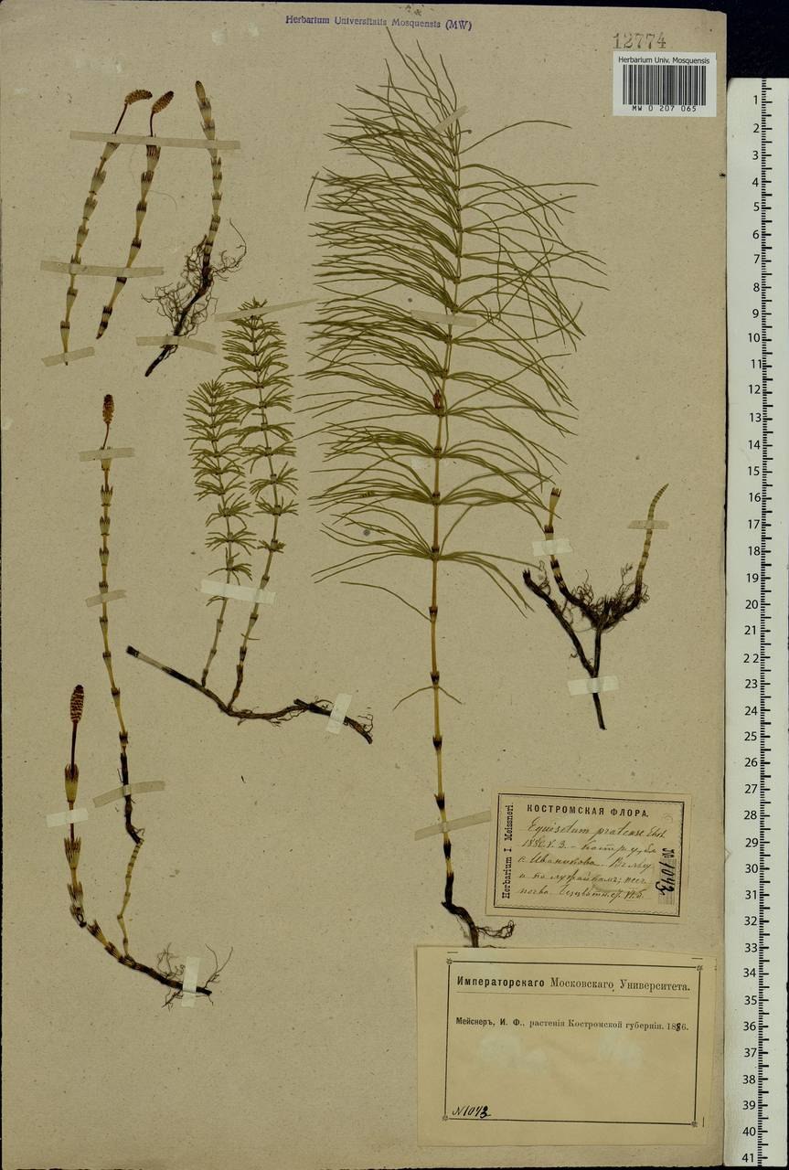 Equisetum pratense