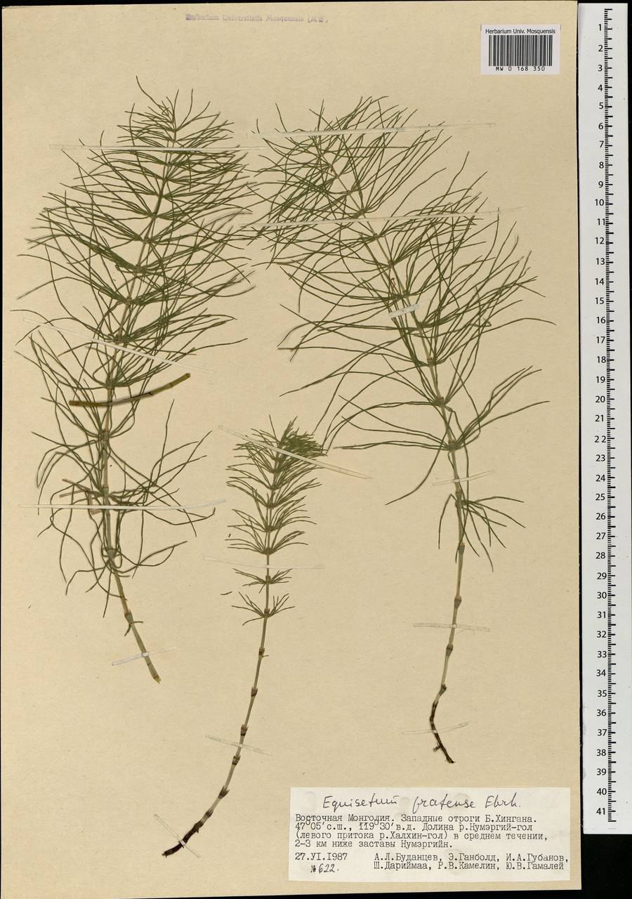 Хвощ Луговой Equisetum pratense