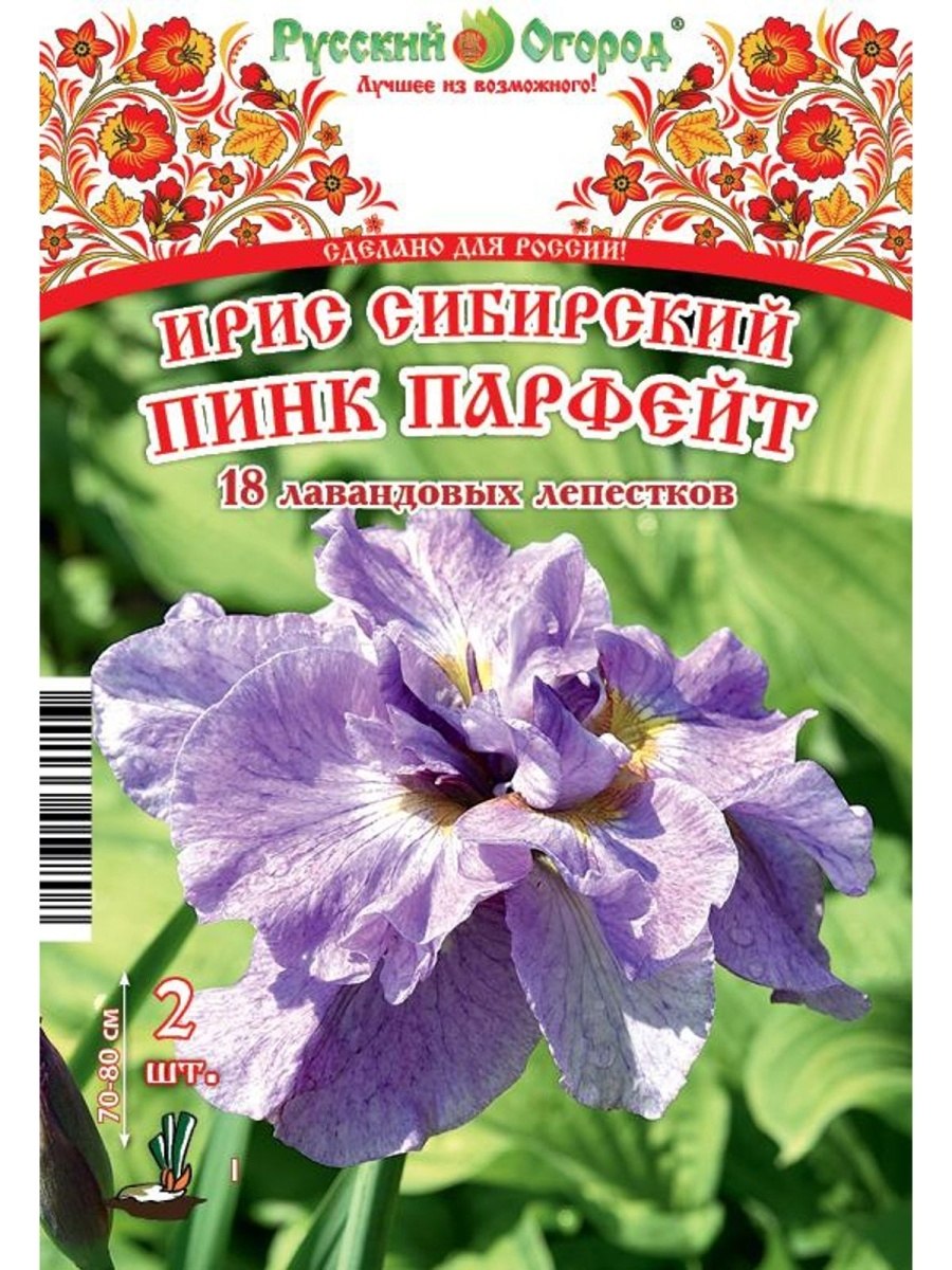 Ирис Сибирский Эвен