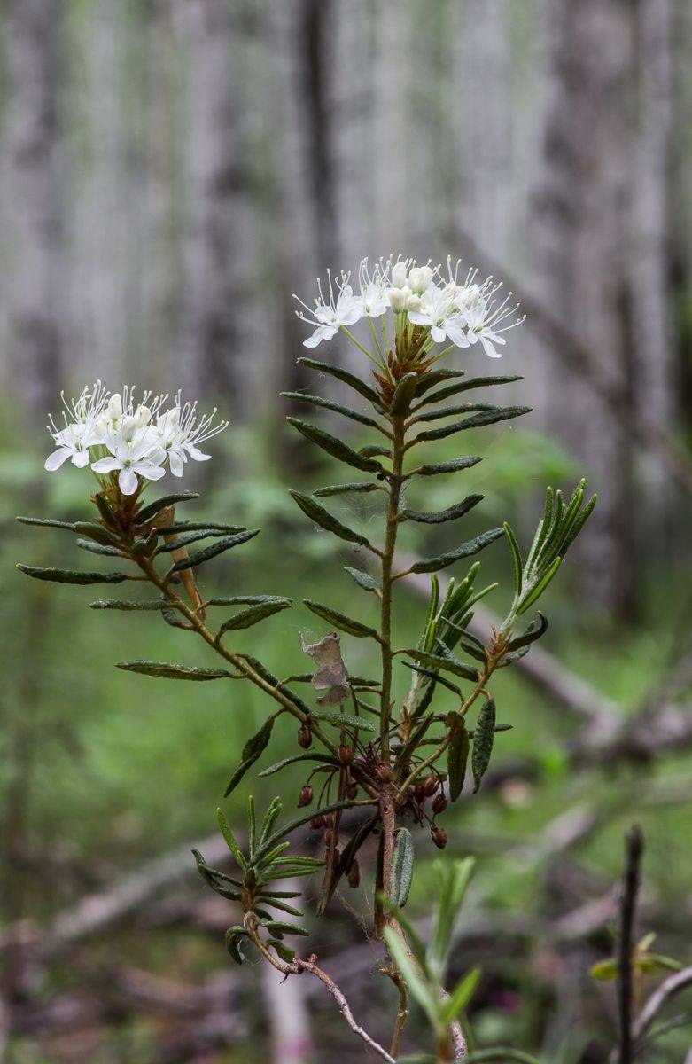 Багульник Дальневосточный
