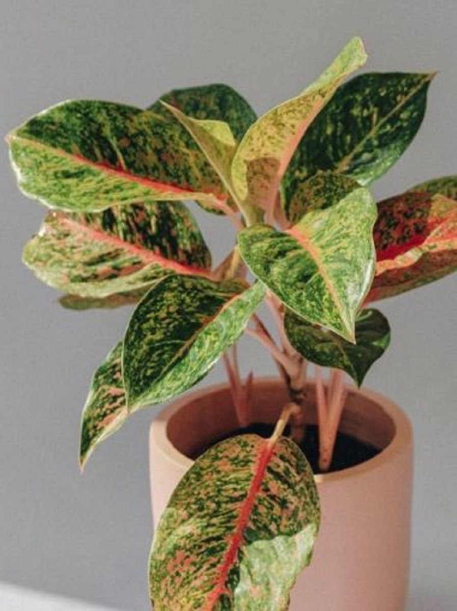 Аглаонема шина ред