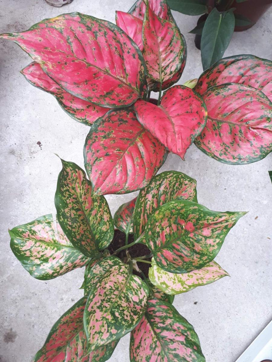 Аглаонема Сансея