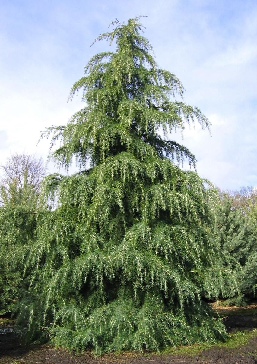 Кедр Гималайский Хвоинка