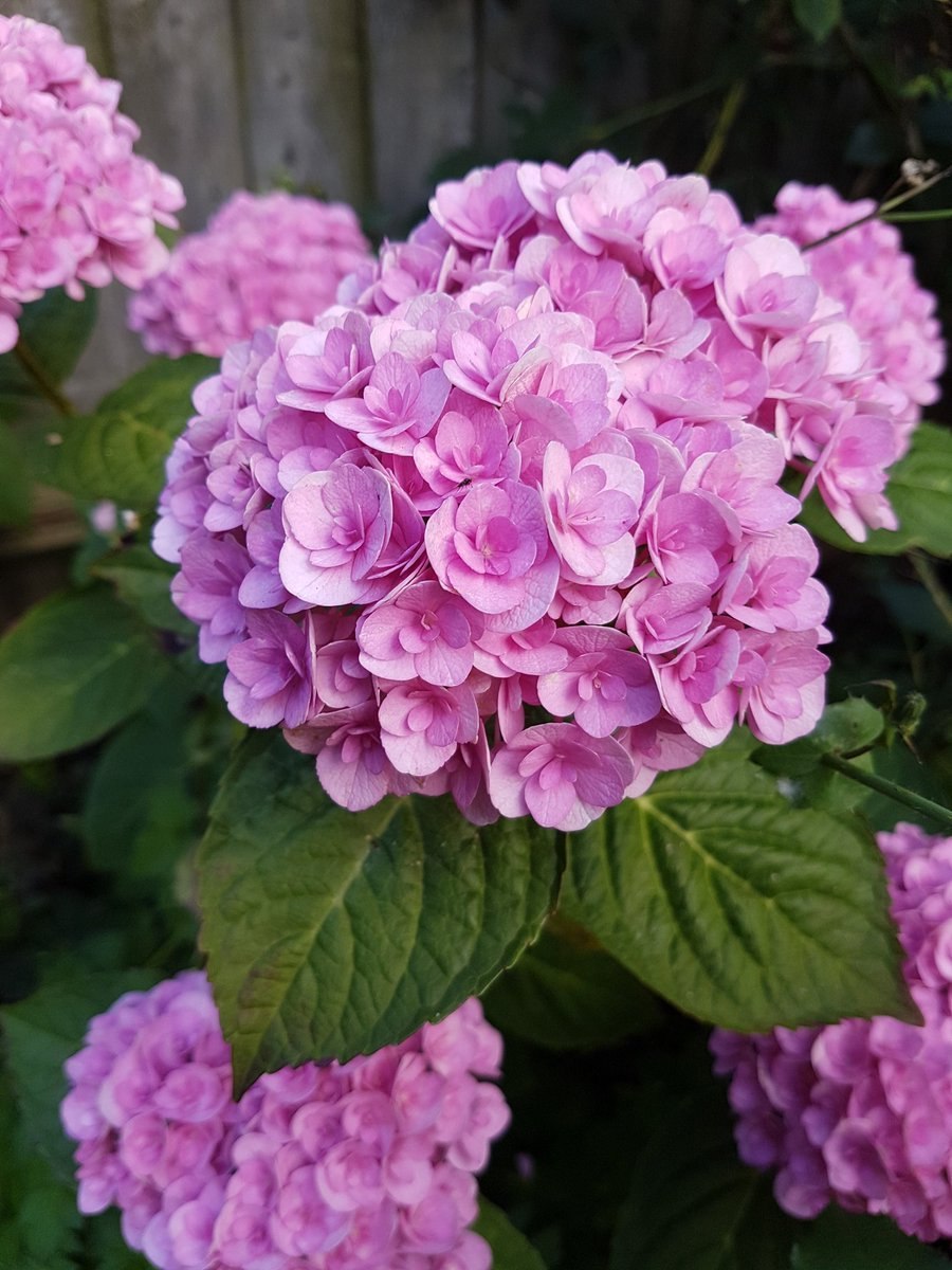 Гортензия метельчатая Полярный медведь