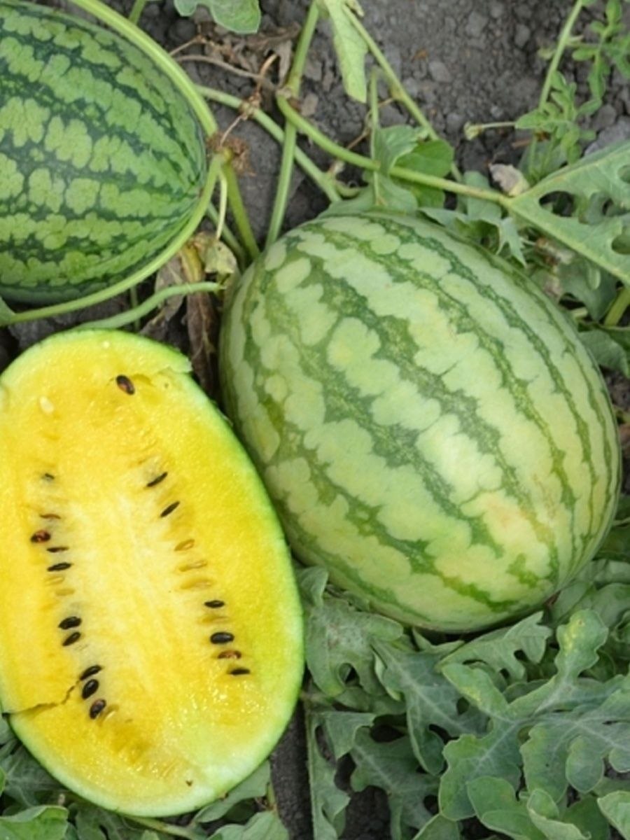 Жёлтый Арбуз Голден Грейс