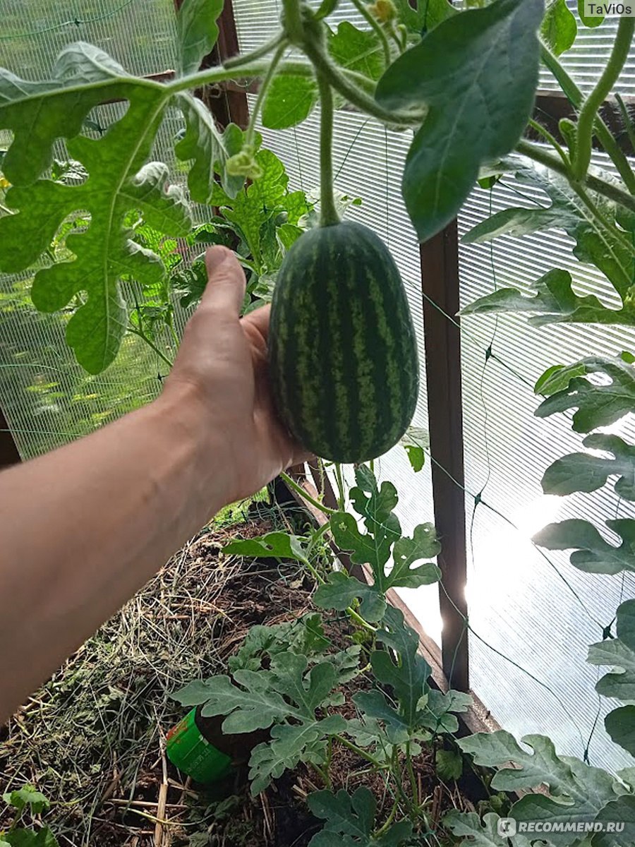 Арбуз лимончелло