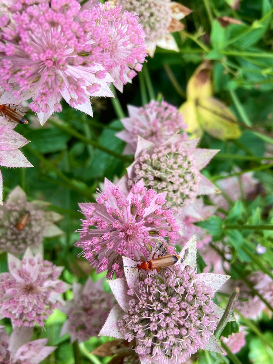 Astrantia Major 'ROMA'