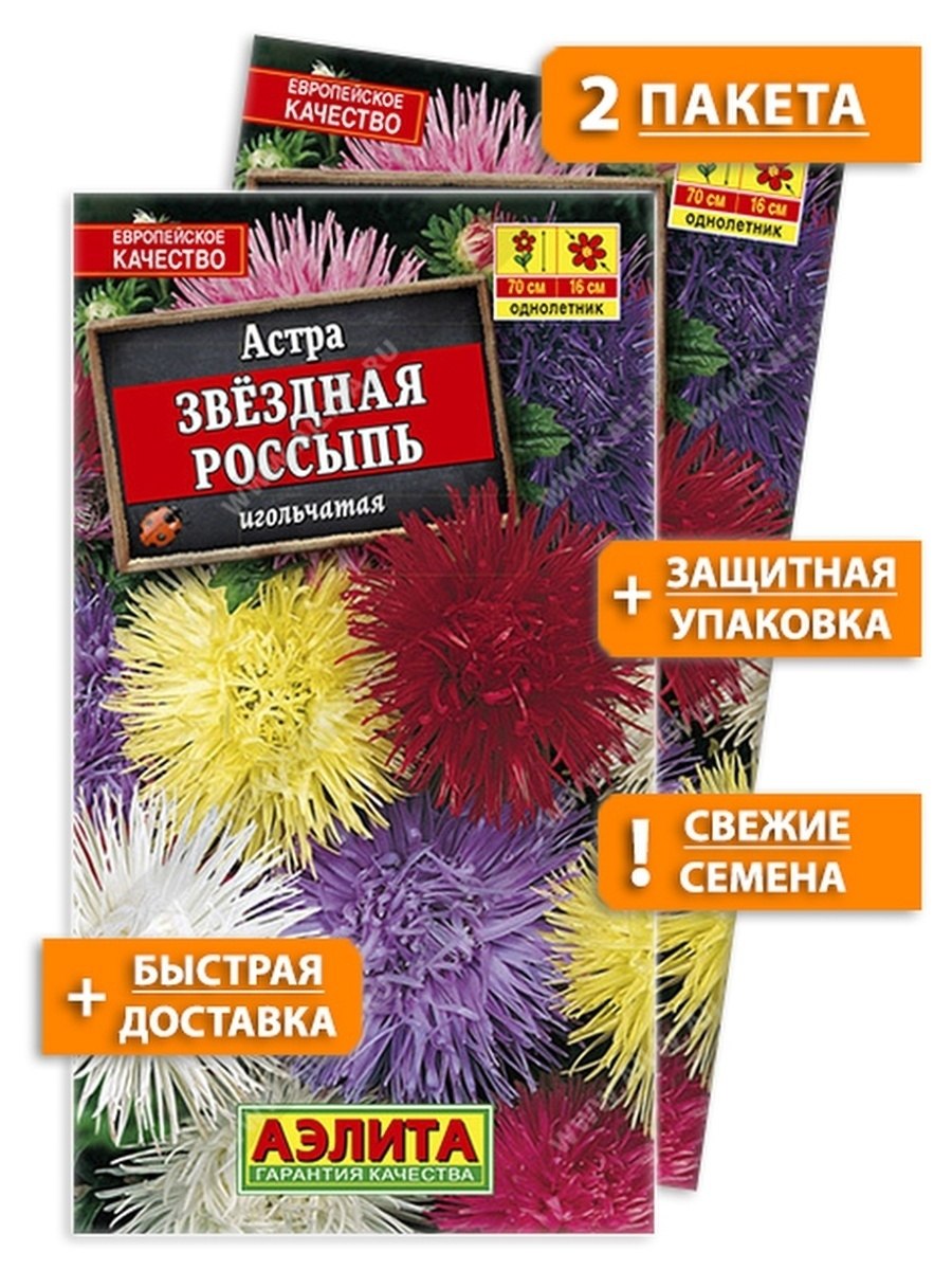 Астра игольчатая уникум