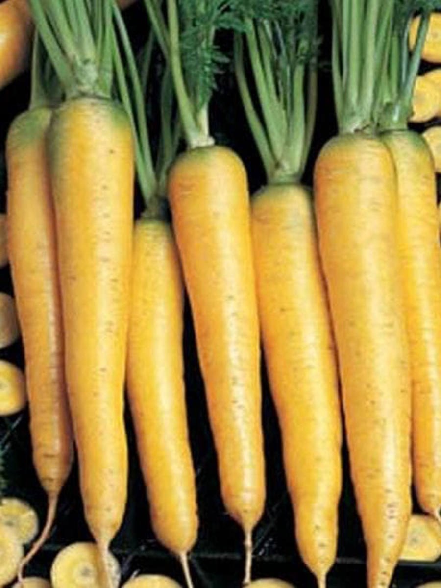 Морковь Йеллоустоун