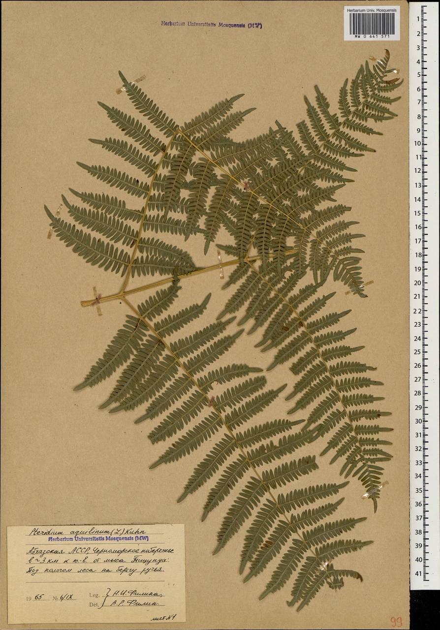 Классификация орляка обыкновенного