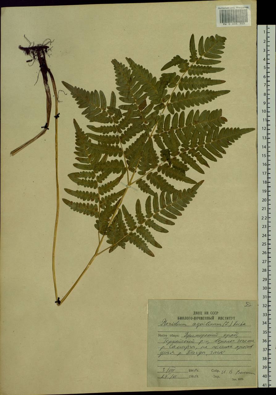 Папоротник орляк обыкновенный