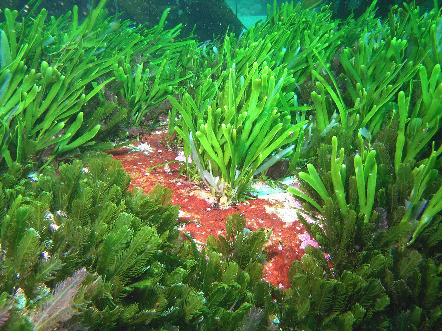 Водоросли вызывают. Бурые водоросли каулерпа. Зеленая водоросль каулерпа. Водоросли каулерпа Тихого океана. ВЕЛЬПЫ водоросли.